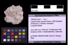 Foto (Objekt + Etiketten) von Longodromites angustus (Reuss, 1858) (NHMW-GEO-1990-0041-0041)